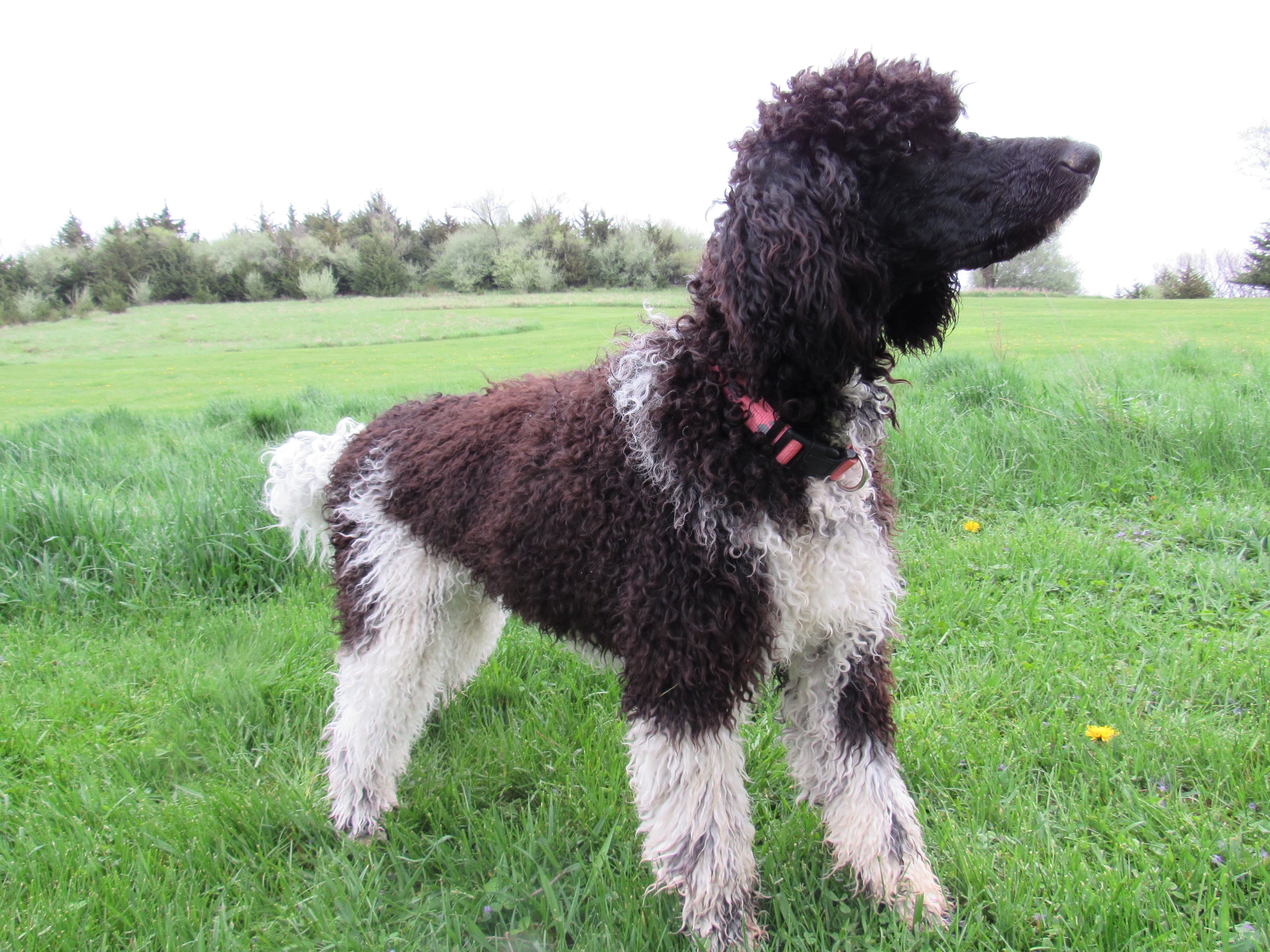 Another Puppy?! The Story of Our Parti Poodle Puppy