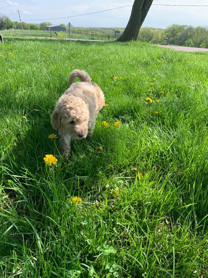 How Lawn Chemicals Impact Your Dog